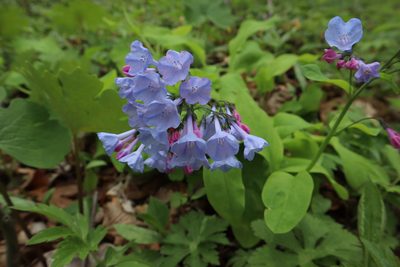 Mertensia virginica