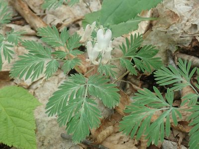Dicentra canadensis, photographed by Lynn Harper