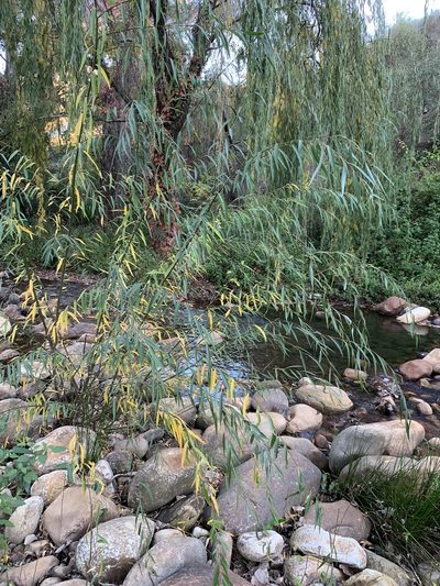 Salix mucronata, photographed by Dave Richardson