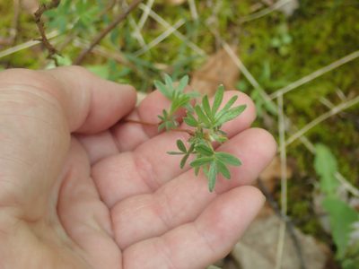 Dasiphora fruticosa, photographed by Lynn Harper