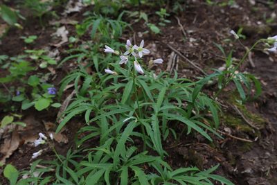 Cardamine concatenata, photographed by Jacob Friend