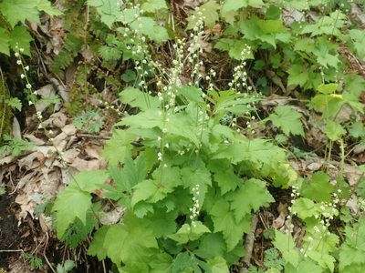 Mitella diphylla, photographed by Lynn Harper
