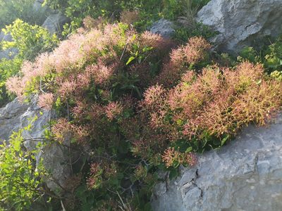 Cotinus coggygria, photographed by Jens-Christian Svenning