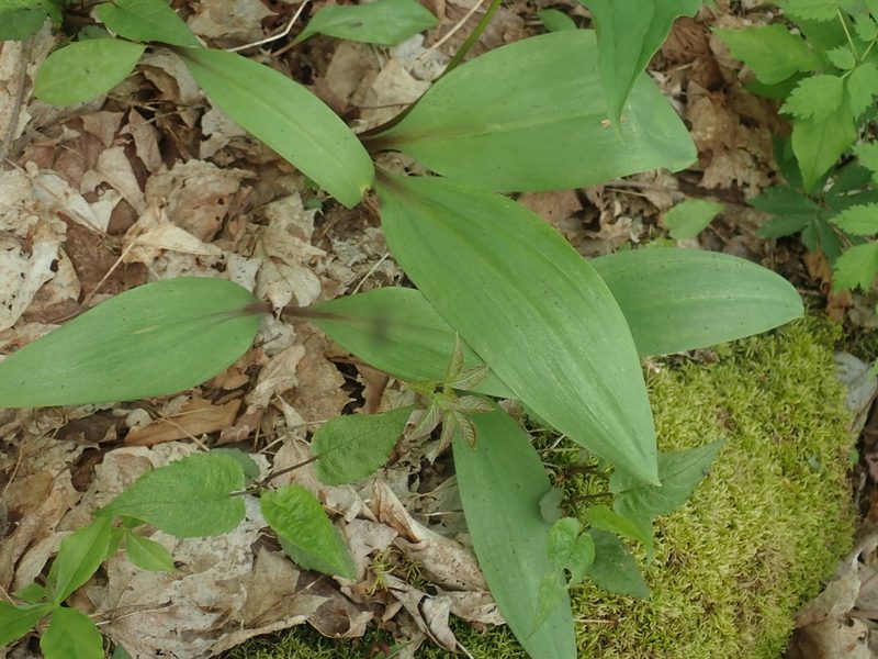 Allium tricoccum, photographed by Lynn Harper