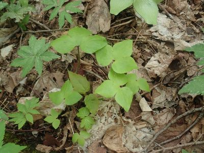 Hepatica acutiloba, photographed by Lynn Harper