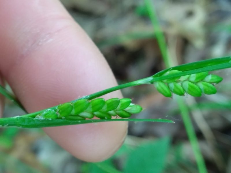 Carex planispicata, photographed by Scott Ward