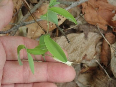 Uvularia sessilifolia, photographed by Lynn Harper