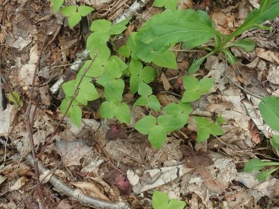 Hepatica acutiloba, photographed by Lynn Harper