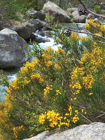 Cytisus oromediterraneus, photographed by Terreta