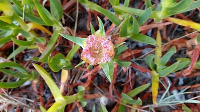 Carpobrotus edulis, photographed by Elizabete Marchante