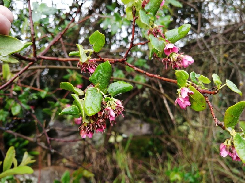 Vallea stipularis, photographed by GERMAN LEONEL SARMIENTO CRUZ