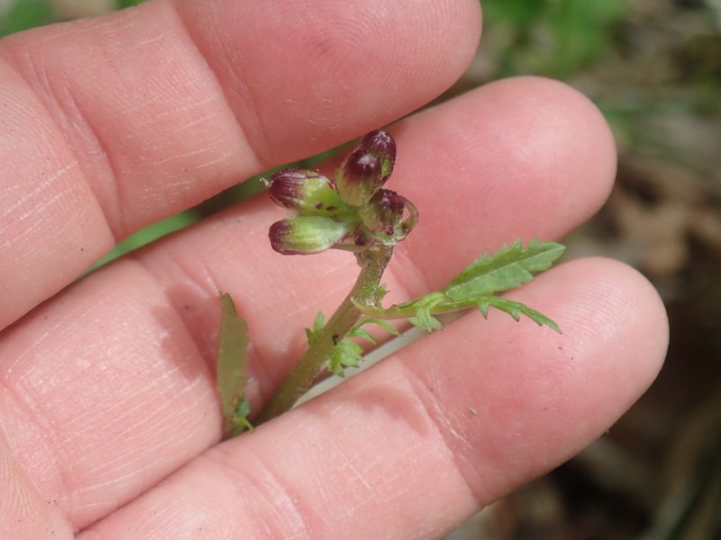 Packera obovata, photographed by Lynn Harper