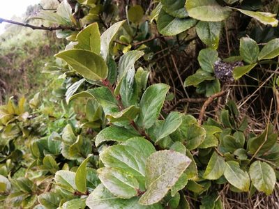 Xylosma spiculifera, photographed by GERMAN LEONEL SARMIENTO CRUZ