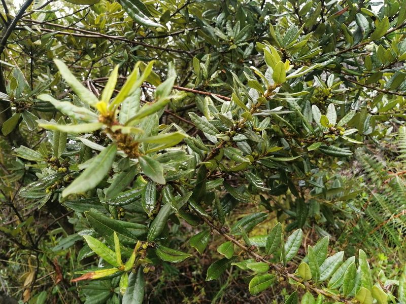 Myrica parvifolia, photographed by GERMAN LEONEL SARMIENTO CRUZ