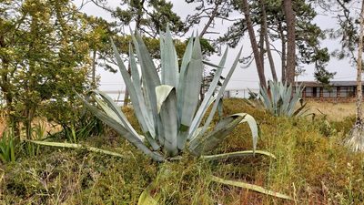 Agave americana, photographed by Elizabete Marchante