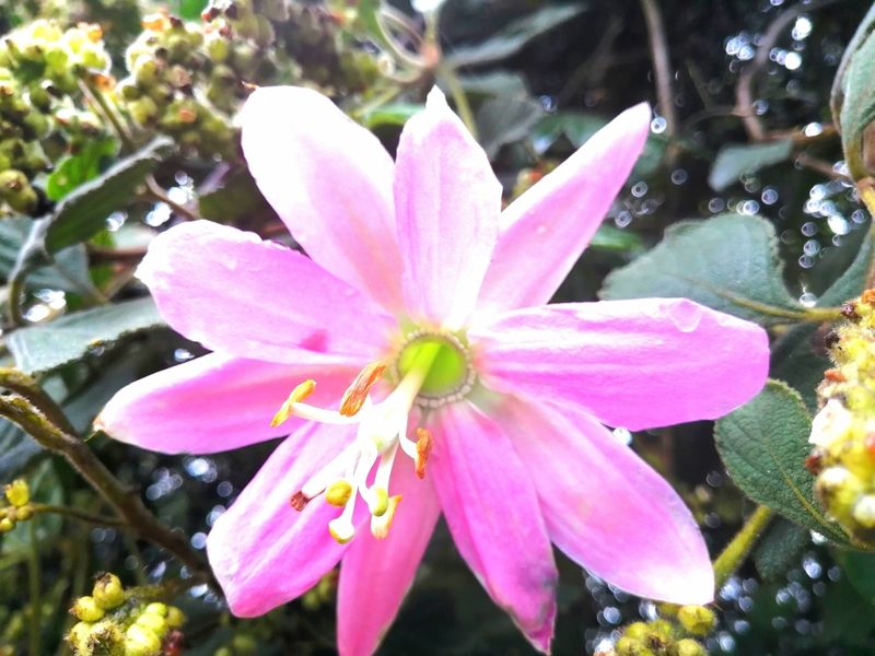 Passiflora tarminiana, photographed by GERMAN LEONEL SARMIENTO CRUZ