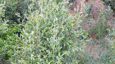 Acacia melanoxylon, photographed by Elizabete Marchante
