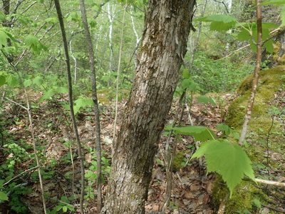 Ostrya virginiana, photographed by Lynn Harper