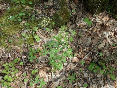 Thalictrum dioicum, photographed by Lynn Harper