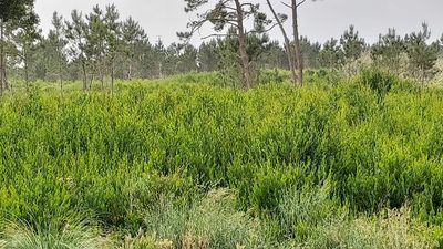 Acacia longifolia, photographed by Elizabete Marchante