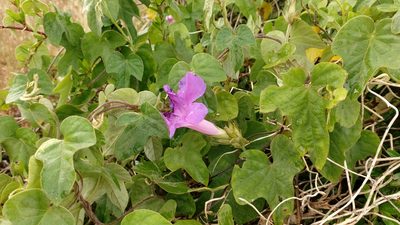Ipomoea indica, photographed by Elizabete Marchante