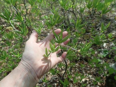 Rhododendron prinophyllum, photographed by Lynn Harper