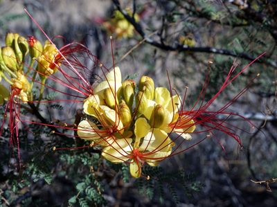 Erythrostemon gilliesii, photographed by Andrew Tree