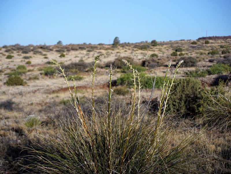 Nolina microcarpa, photographed by Andrew Tree