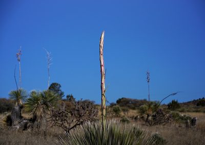 Dasylirion wheeleri, photographed by Andrew Tree