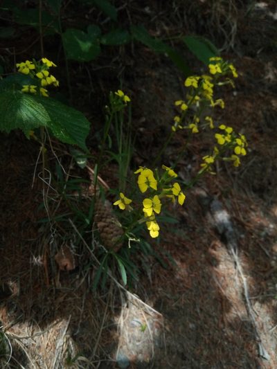 Erysimum sylvestre, photographed by Michael Glanznig