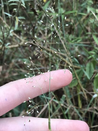 Tricholaena monachne, photographed by Ryan Donnelly