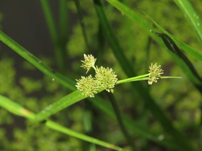 Cyperus difformis, photographed by chiuluan