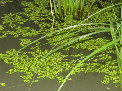 Lemna aequinoctialis, photographed by chiuluan
