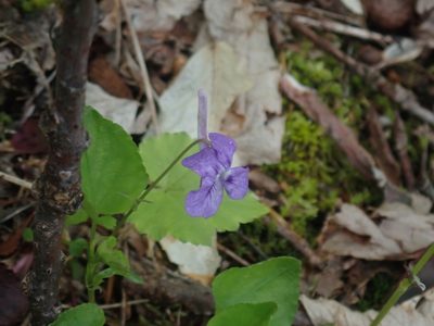 Viola rostrata, photographed by Lynn Harper