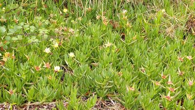 Carpobrotus edulis, photographed by Elizabete Marchante