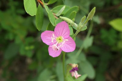Oenothera rosea, photographed by Rafael Medina