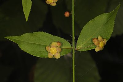 Euonymus americanus, photographed by Judy Gallagher