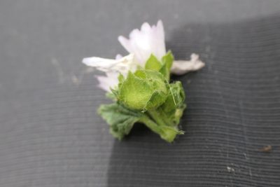 Malva nicaeensis, photographed by Rafael Medina
