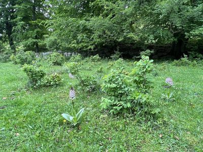 Orchis purpurea, photographed by dschigel