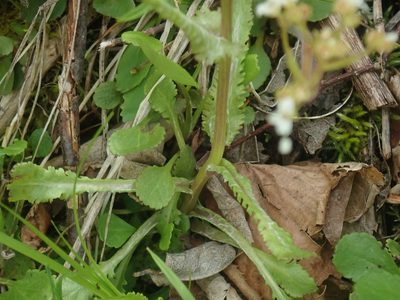 Packera obovata, photographed by Lynn Harper