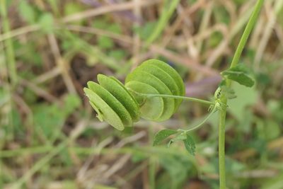 Medicago orbicularis, photographed by Rafael Medina