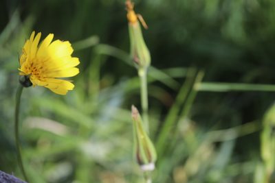 Tragopogon pratensis, photographed by Michel Langeveld