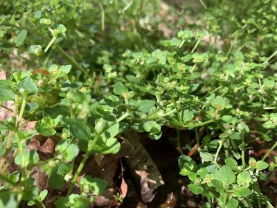 Chrysosplenium americanum, photographed by Elizabeth Axley