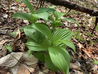 Veratrum viride, photographed by Elizabeth Axley