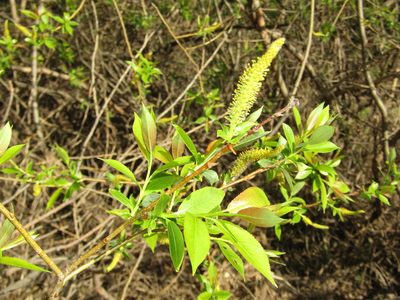 Salix triandra, photographed by snaily_naily