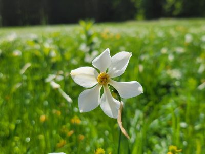 Narcissus poeticus, photographed by Elias