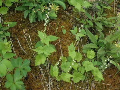 Mitella diphylla, photographed by Lynn Harper