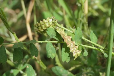 Biserrula pelecinus