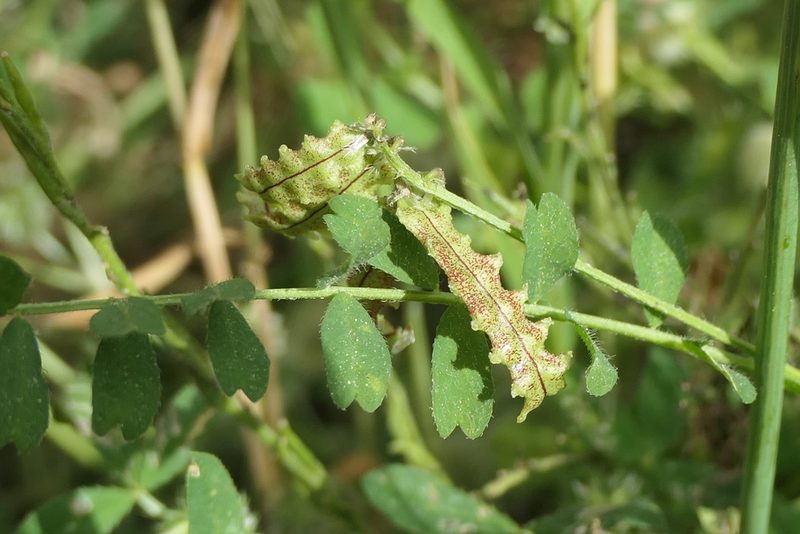 Biserrula pelecinus, photographed by Rafael Medina