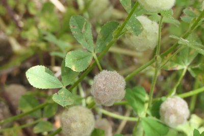 Trifolium tomentosum, photographed by Rafael Medina